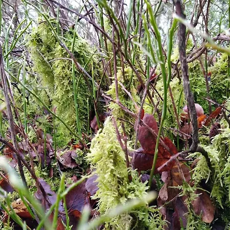 8 Person In Gjern-by Traum בית נופש